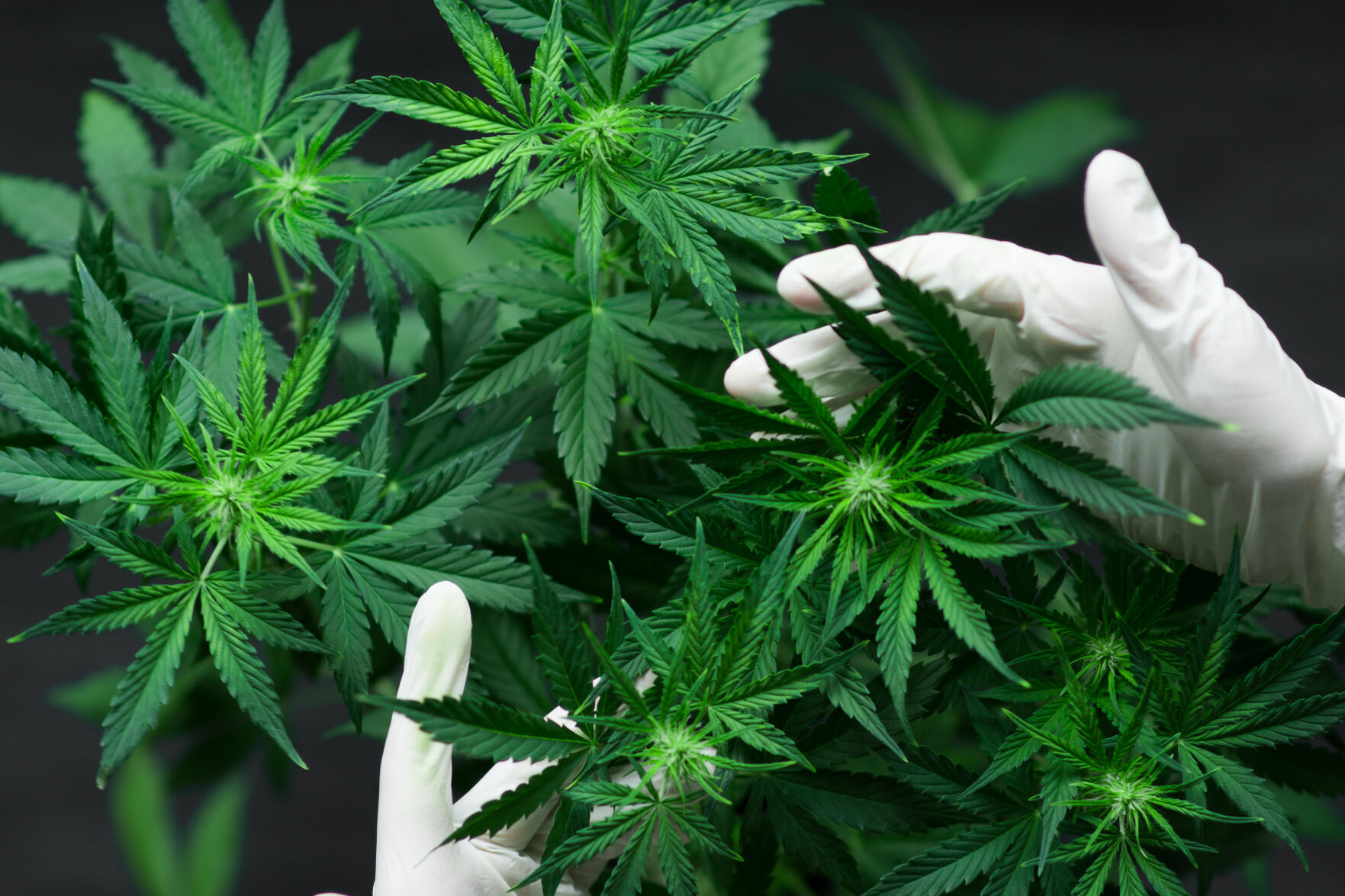 CANNABIS PLANT
